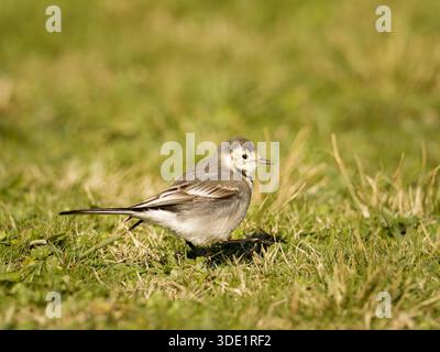 Weißer Wagtail (Motacilla alba) stehend und auf grasbewachsenem Boden, kleiner Passerine, natürliches Verhalten, offener Lebensraum, Europa. Stockfoto
