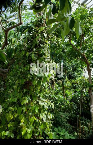 Der „Wunderbaum“ Moringa oleifera blüht in den tropischen Gewächshäusern des Berliner Botanischen Gartens. Stockfoto