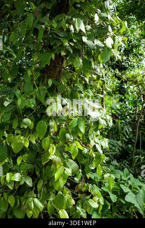 Der „Wunderbaum“ Moringa oleifera blüht in den tropischen Gewächshäusern des Berliner Botanischen Gartens. Stockfoto