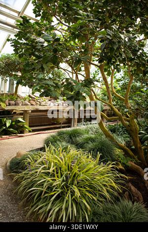 Botanischer Garten Berlin: Atemberaubende Gewächshäuser mit reichen Sammlungen von Kakteen, Sukkulenten und üppigen tropischen Pflanzen. Stockfoto