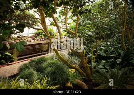 Botanischer Garten Berlin: Atemberaubende Gewächshäuser mit reichen Sammlungen von Kakteen, Sukkulenten und üppigen tropischen Pflanzen. Stockfoto