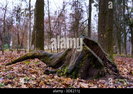 Stumpf auf dem Boden in einem Wald mit Bäumen und gefallenen Blättern während der Herbstsaison Stockfoto
