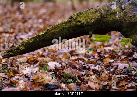 Baumstamm liegt auf einem mit trockenen Blättern bedeckten Boden in einem Waldgebiet Stockfoto