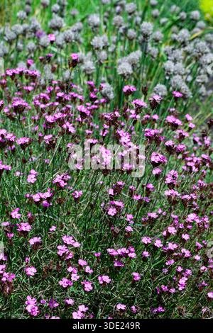 Leuchtende Gruppe rosafarbener Kartäuserrosa (Dianthus carthusianorum) Blüten, die auf einer Sommerwiese mit wilden allium-Samenköpfen im Hintergrund blühen. Stockfoto