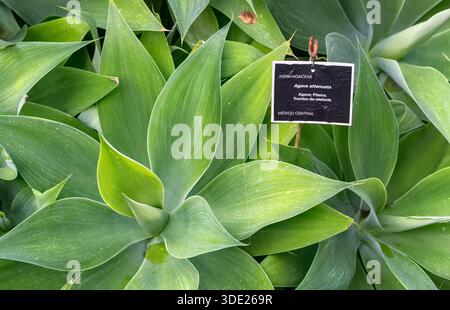 Agave attenuata Foxtail Agave, auch bekannt als Löwenschwanz Agave und Schwanenschwanz Agave im Madeira Botanical Garden, Portugal Stockfoto