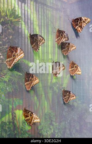 Morpho-Schmetterlinge (Morpho peleides) standen auf einem Netztuch und zeigten die lebendigen Augentöpfe an der Unterseite ihrer Flügel Stockfoto