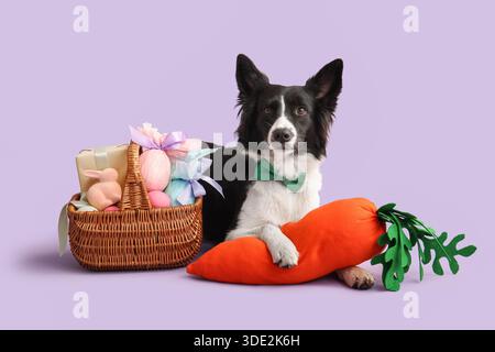 Niedlicher Border Collie Hund mit Spielzeug Karotte und Osterkorb auf Fliederhintergrund Stockfoto