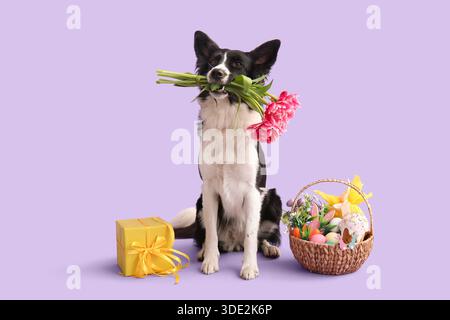 Niedlicher Border Collie Hund mit schönen Tulpenblumen, Osterkorb und Geschenkbox auf lilafarbenem Hintergrund Stockfoto