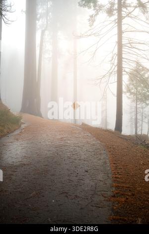 Geschwungene Forststraße mit Kiefernnadeln, die durch hohe Bäume in dichtem Nebel führt. Sanftes Morgenlicht und Warnschild sorgen für eine ruhige, stimmungsvolle und Stockfoto