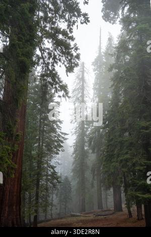Dichter immergrüner Wald bedeckt mit Morgennebel. Hohe Nadelbäume versinken in Nebel und schaffen eine ruhige und stimmungsvolle Waldlandschaft mit sanftem Licht und Stockfoto