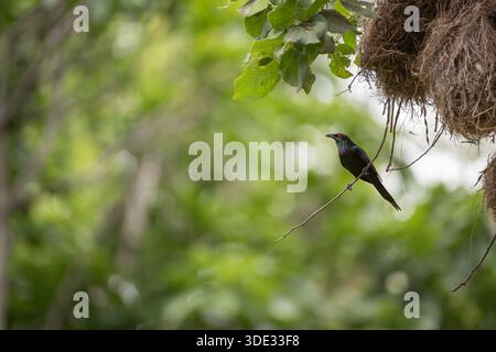 Ein einzelner Metallic Starling sitzt auf einem Zweig, der aus seinem geschäftigen, gemeinschaftlichen, kugelförmigen Nest ragt und bereit ist, auf der Suche nach Nahrung abzufliegen. Stockfoto