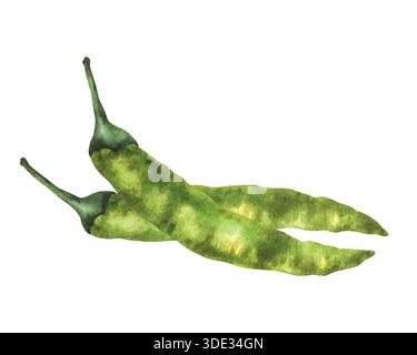 Aquarellfarben, heiße Chilischote. Grün zwei ganze Gemüse. Handgezeichnete Illustrationen. Frische Bio-Gewürze, Gewürzzutat für Soßen, Menü Stockfoto
