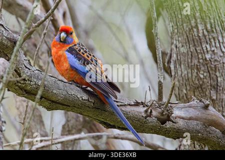 Crimson Rosella (Platycercus elegans), auf einem Baum, Belair National Park, Adelaide, South Australia. Stockfoto