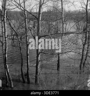 Das monochrome Archivfoto aus der Sowjetzeit der 1980er Jahre zeigt eine Nahaufnahme der schlanken Baumstämme, die in den überfluteten Gewässern des „Appendizitis“-Rückwassers in der Nähe von Brusino, Donezk, Ukraine UdSSR stehen. Der hohe Wasserspiegel des Seversky Donets River taucht den Waldboden und umgibt die strukturierte Rinde der blattlosen Bäume. Das komplizierte Netz von Ästen erzeugt ein dichtes Muster an der Wasseroberfläche. Diese detaillierte Naturstudie fängt die ruhige und doch raue Atmosphäre der saisonalen Frühlingsflut im friedlichen Donbass vor dem Krieg ein Stockfoto
