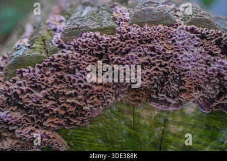 Makroansicht von mehrschichtigen violetten und braunen Klammerpilzen auf verfallendem Holz. Weiches Tageslicht, flacher Fokus, stark strukturierte Pilzoberflächen, Wald im Freien Stockfoto