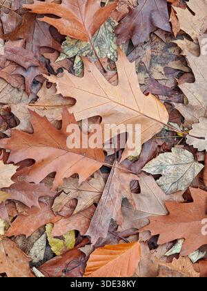 Gefallene Blätter in verschiedenen Formen und Farben liegen auf dem Boden in einem Wald. Die Blätter zeigen Zeichen des Herbstes, was auf die wechselnde Jahreszeit und natürlich hinweist Stockfoto