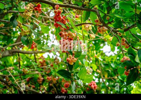 Wachsapfelbaum auch bekannt als Syzygium samarangense Stockfoto