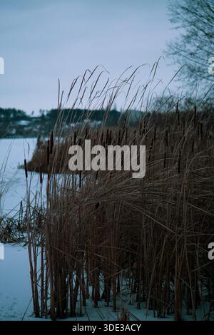 Schilf am Ufer eines gefrorenen Flusses in der Nähe eines Parks, Schnee und graues kaltes Wetter Stockfoto