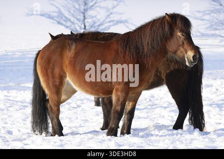 Islandpferde (Equus islandicus) stehen im Winter entspannt auf einer schneebedeckten Wiese, Schleswig-Holstein, Deutschland Stockfoto