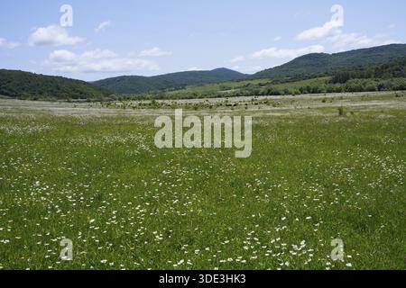 Breite grüne Wiese mit weißen Wildblumen unter blauem Himmel, umgeben von Hügeln, Region Mzcheta-Mtianeti, Georgien Stockfoto