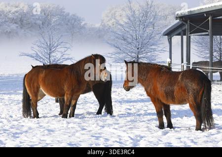 Islandpferde (Equus islandicus) stehen im Winter entspannt auf einer schneebedeckten Wiese, Schleswig-Holstein, Deutschland Stockfoto