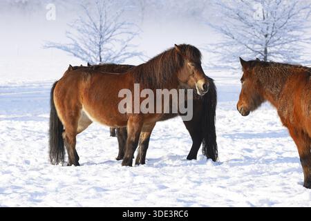 Islandpferde (Equus islandicus) stehen im Winter entspannt auf einer schneebedeckten Wiese, Schleswig-Holstein, Deutschland Stockfoto