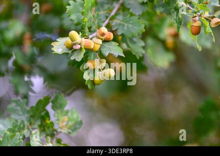 Eine Nahaufnahme der Reifen Eicheln zwischen grünen Eichenblättern, die die Schönheit der Natur in der Herbstsaison zeigen Stockfoto