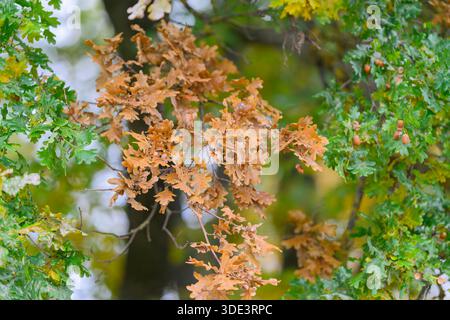 Herrliche Herbstblätter mit einer atemberaubenden Auswahl an Farben in Braun und Grün inmitten einer ruhigen Landschaft im Freien Stockfoto