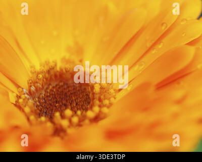 Orangefarbene Blume von Calendula mit Tau. Hintergrund. Extreme Makro erschossen Stockfoto
