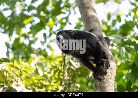 Wildtiere Feuchtgebiet Mato Grosso Pantanal Brasilien Südamerika Brüllaffen männlich heulen Stockfoto