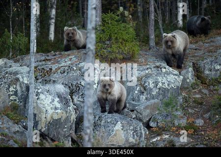 Braunbären urus arctos Wildtiere Finnland Europa Safari. Muttersät Jungtiere Stockfoto