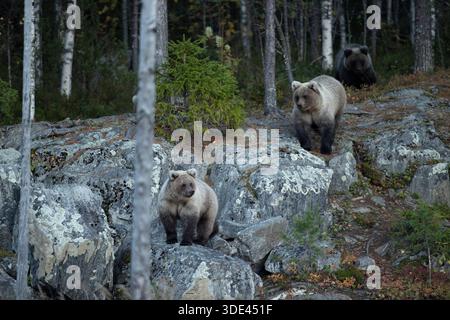 Braunbären urus arctos Wildtiere Finnland Europa Safari Sau und Jungtiere Mutter Stockfoto