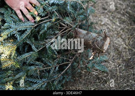 Nahaufnahme des geschnittenen Weihnachtsbaumstamms, der im Freien gehandhabt wird. Stockfoto
