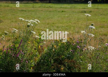 Blühende Schafgarbe (Achillea millefolium) und Elektrozaun mit Weide, Deutschland Stockfoto