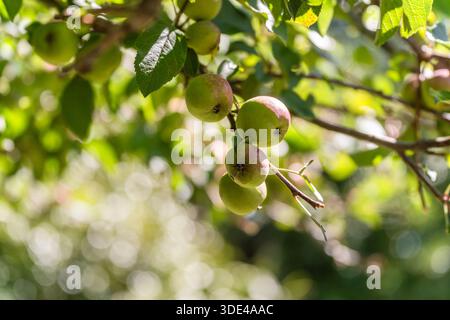 Junge rote Äpfel wachsen in Gruppen auf einem üppigen Apfelbaum Stockfoto