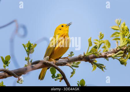Männlicher gelber Gratler, der auf einem Zweig mit Frühlingsknospen singt Stockfoto
