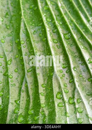 Grüne Blattstruktur mit Wassertröpfchen Stockfoto