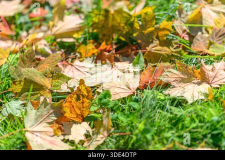 Eine lebhafte und farbenfrohe Collage aus Herbstblättern, die wunderschön über üppiges grünes Gras in der Natur verstreut sind Stockfoto