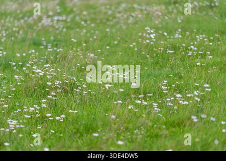 Eine lebendige, üppig grüne Wiese mit einer Vielzahl blühender Wildblumen, perfekt für alle Naturliebhaber Stockfoto