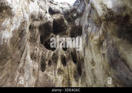 Raue Hohlholzstruktur mit verfallener Rinde und dunklen Löchern, die geheimnisvolle Naturmuster auf der Oberfläche des alten Baumstamms in Waldlage zeigen Stockfoto