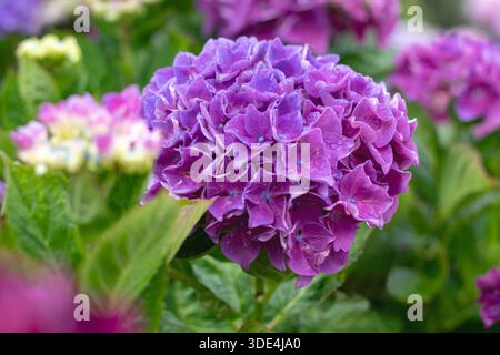 Hortensie Macrophylla-Cluster mit satten violetten Blüten und leuchtend blauen Zentren. Auffällige, farbenfrohe Sommerblüten in weichem natürlichem Licht. Stockfoto