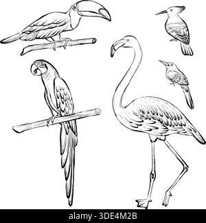 Tropische Vögel Set einschließlich Tukan, Papagei, Flamingo und Wiedehopf in Vektorlinie Illustration auf weißem Hintergrund, saubere Wildtiere Grafik ideal für Logos, Drucke, Poster, Verpackung und Branding. Stock Vektor