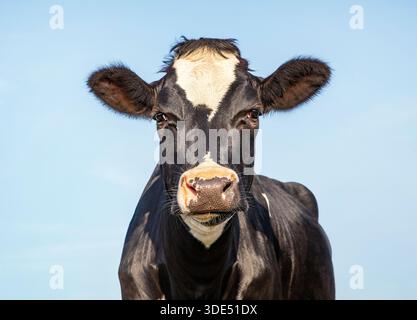 Schöne schwarze junge Kuh, Porträt des Kopfes und blauer Himmel Hintergrund. Stockfoto