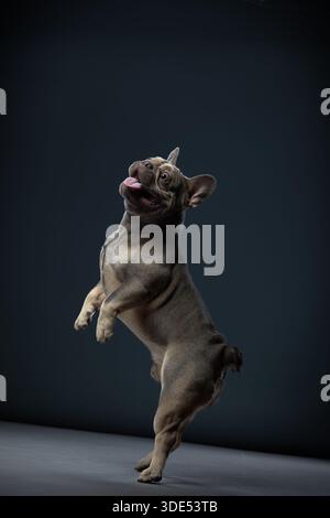 Die französische Bulldog wird mitten im Sprung auf ihren Hinterbeinen vor einem Studio-Hintergrund gefangen. Zunge und Pfoten werden in einer spielerischen Aktion gestreckt. Stockfoto