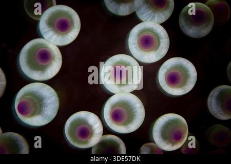Detail der Anemonententakel, Entacmaea vierfarbig, lebt auf einem gesunden Riff in Raja Ampat, Indonesien. Diese Anemone beherbergt oft Anemonenfische. Stockfoto