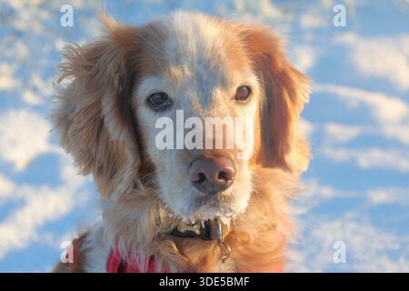 Gelb-weiß arbeitender Cocker Spaniel im Schnee mit rotem Gurtzeug Stockfoto