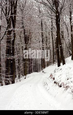 Schneebedeckte Waldbäume und Pfad an einem Wintertag Stockfoto