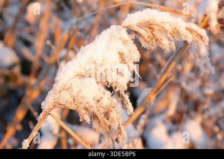 Saatkopf von gemeinem Schilf, bedeckt mit Schnee Stockfoto