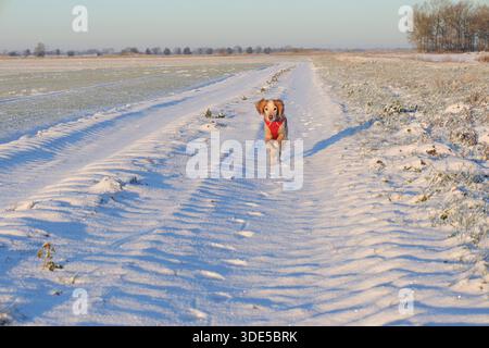 Gelb-weiß arbeitender Cocker Spaniel im Schnee mit rotem Gurtzeug Stockfoto