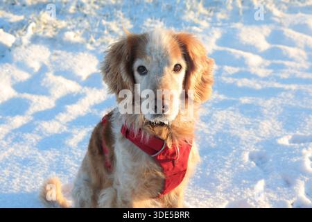 Gelb-weiß arbeitender Cocker Spaniel im Schnee mit rotem Gurtzeug Stockfoto